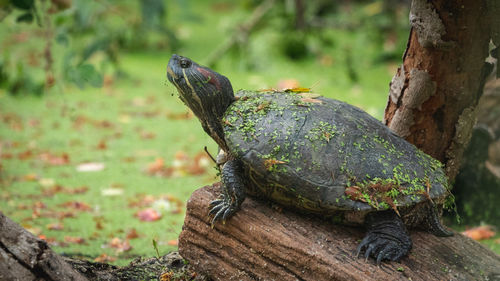 Close-up of lizard on tree trunk