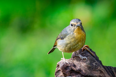 Close-up of bird perching on wood