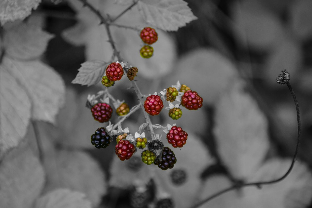 CLOSE-UP OF CHERRIES ON TREE