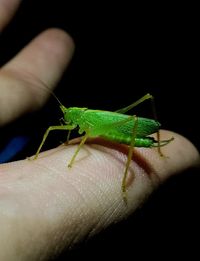 Close-up of hand holding lizard