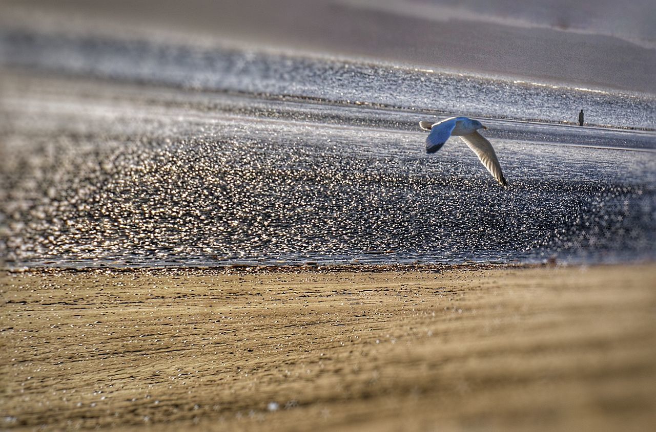 BIRD FLYING OVER BEACH