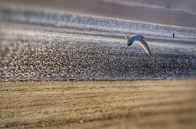 Bird flying over beach against sky