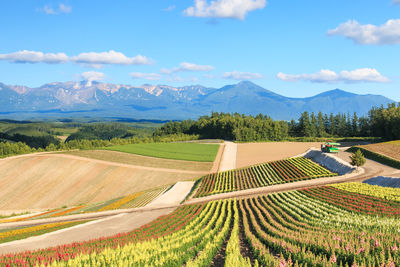 High angle view of vineyard against cloudy sky