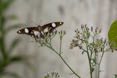 The tiger butterfly on a cyanthillium plant