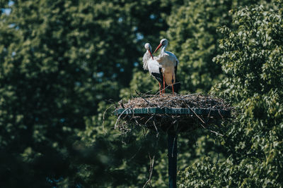 Low angle view of bird perching on tree