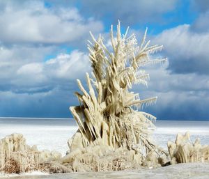 Frozen plants and lake erie against cloudy sky on sunny day