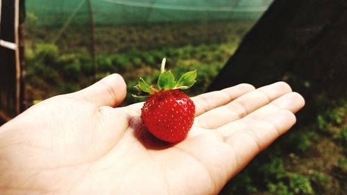 Close-up of hand holding strawberries