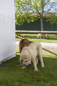 A baby mastiff is biting its leash