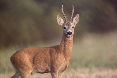 Portrait of deer