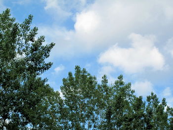 Low angle view of trees against cloudy sky