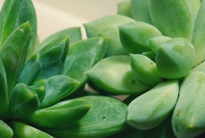 Full frame shot of green plant