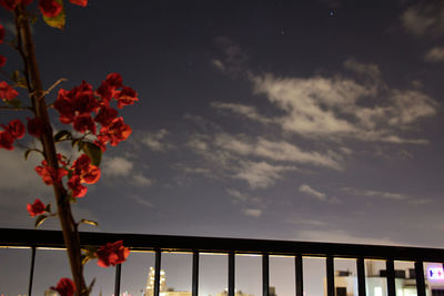 Low angle view of flowering plants against sky during sunset