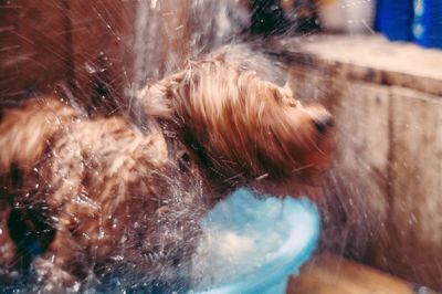 Close-up of dog