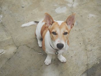 High angle portrait of dog sitting on floor