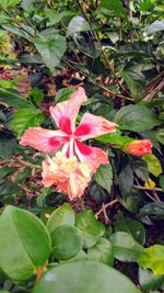 Close-up of pink hibiscus blooming outdoors