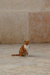 Maltese cat on the streets of malta