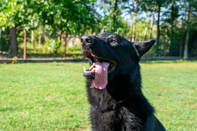 Black dog looking away