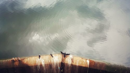 High angle view of horse in sea