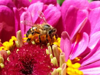 Close-up of bee on pink flower