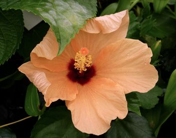 Close-up of hibiscus blooming outdoors