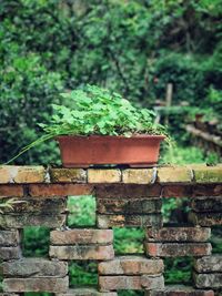 Close-up of plant against stone wall