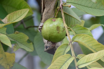 Close-up of green fruits on tree