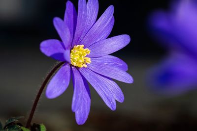 Close-up of purple flower