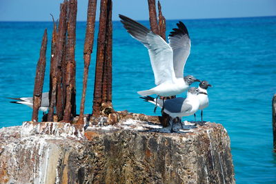 Seagull perching on wooden post by sea