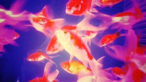 Close-up of fish swimming in water