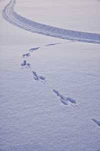 Rabbit tracks