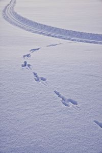 High angle view of lizard on snow
