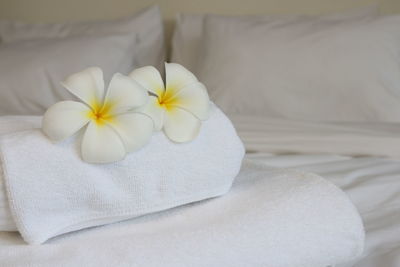 Close-up of white rose on bed