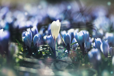 Close-up of white flowering plant