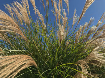 Close-up of grass on field against blue sky