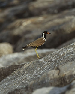 Close-up of bird perching on rock