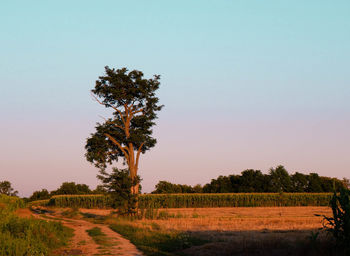 Tree on a field with a dirt road nearby