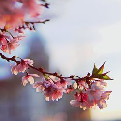 Close-up of cherry blossoms against sky