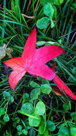 High angle view of maple leaf on field