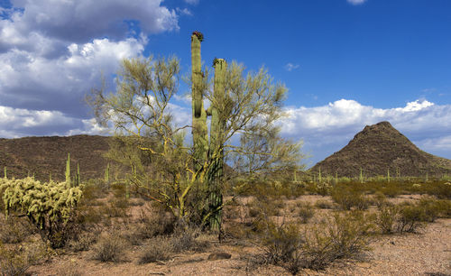 Cactus growing on field against sky