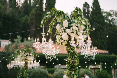 Close-up of flowering plants hanging from tree