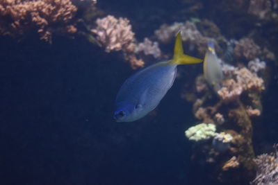 Close-up of fish underwater