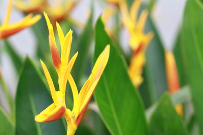 Close-up of yellow flowering plant