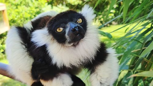 Portrait of black cat on plant