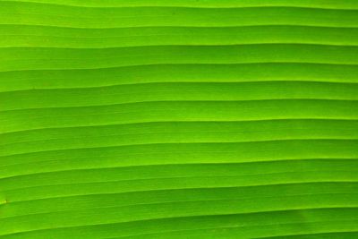 Full frame shot of palm leaves