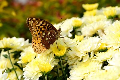 Close-up of butterfly pollinating on yellow flower