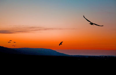 Birds flying over landscape against sky during sunset