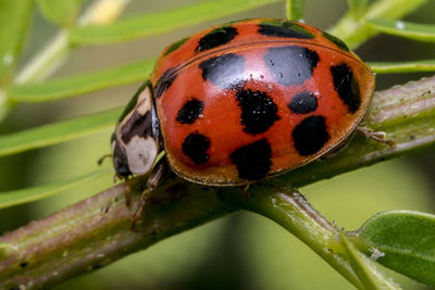 Close-up of ladybug on plant