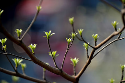 Close-up of plant