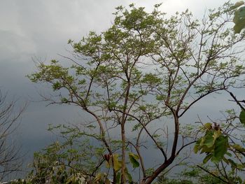 Low angle view of tree against sky