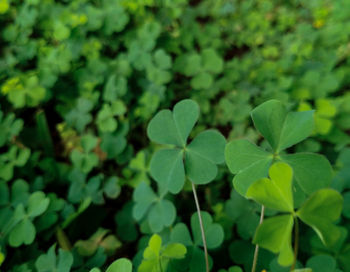 High angle view of plant growing on field